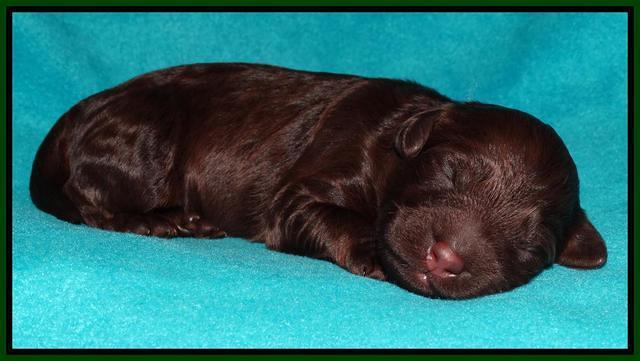 Shelby Armani pups 1 wk old 181