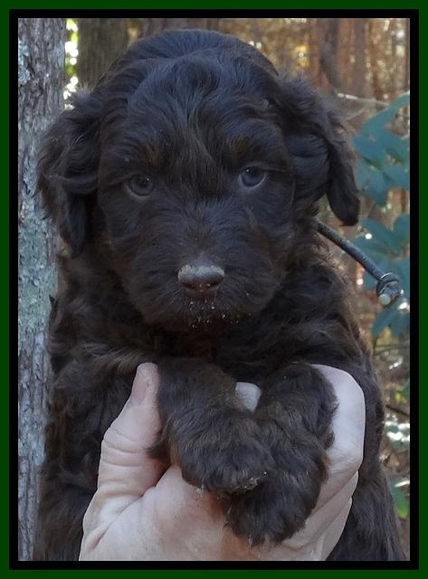 Shelby Armani pups 5 wks old 31