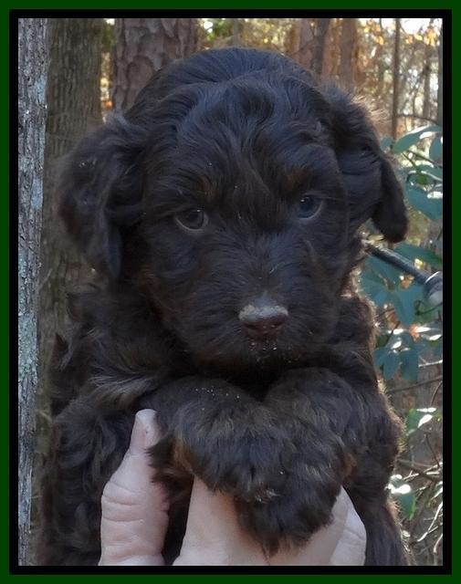 Shelby Armani pups 5 wks old 51