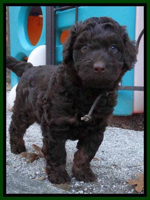 Shelby Armani pups 6 weeks old 261