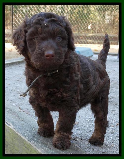 Shelby Armani pups 6 weeks old 271