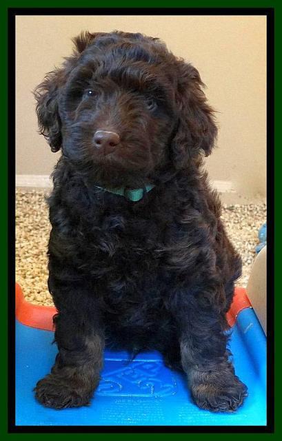 Shelby Armani pups 7 weeks old 281