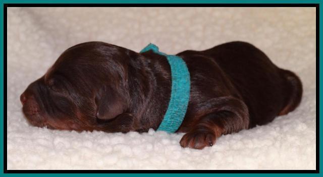Shelby Armani newborn pups 111