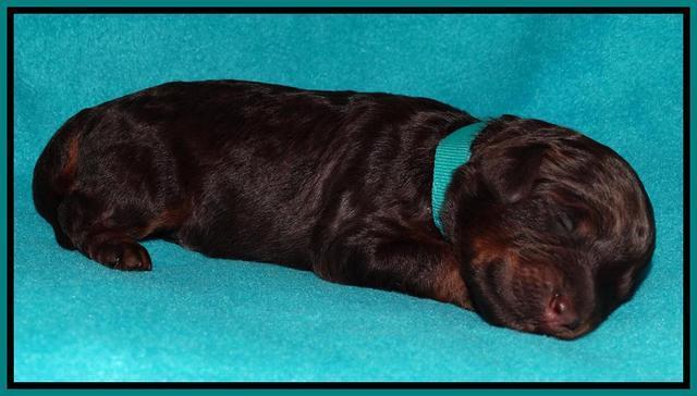 Shelby Armani pups 1 wk old 251