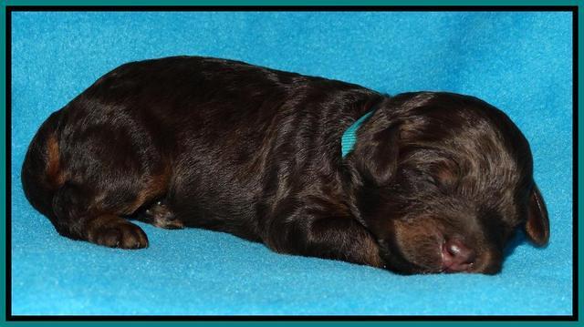 Shelby Armani pups 1 wk old 261