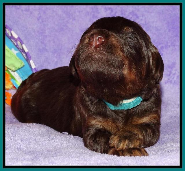Shelby Armani pups 2 wks old 211