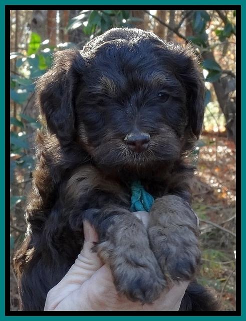Shelby Armani pups 5 wks old 201