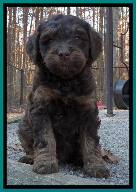 Shelby Armani pups 6 weeks old 311