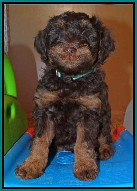 Shelby Armani pups 7 weeks old 311