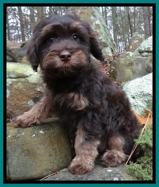 Shelby Armani pups 8 wks old1 10