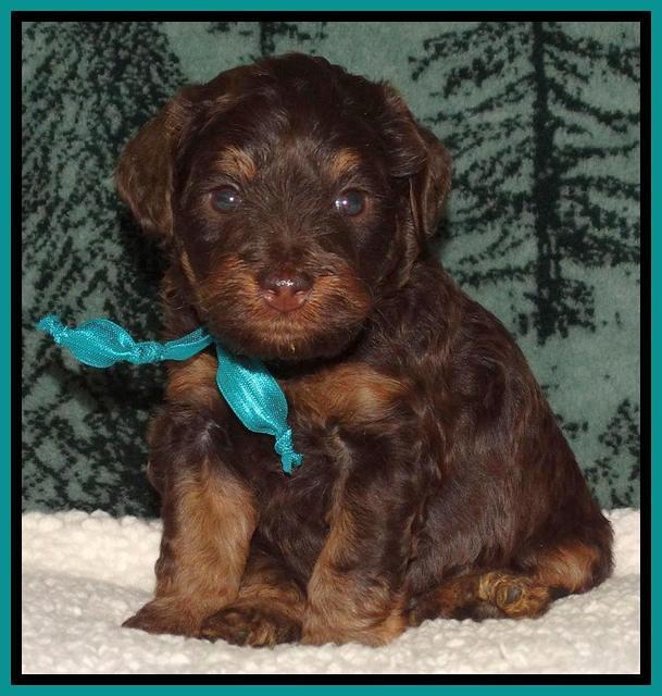 Shelby's pups 4 wks old 201