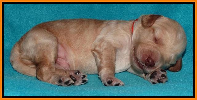 Shelby Armani pups 1 wk old 281