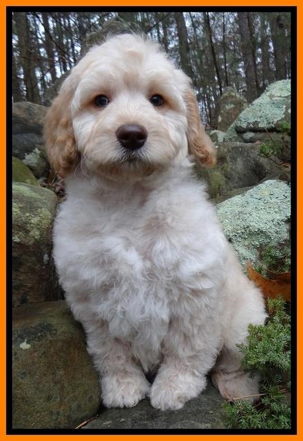 Shelby Armani pups 8 wks old5 10
