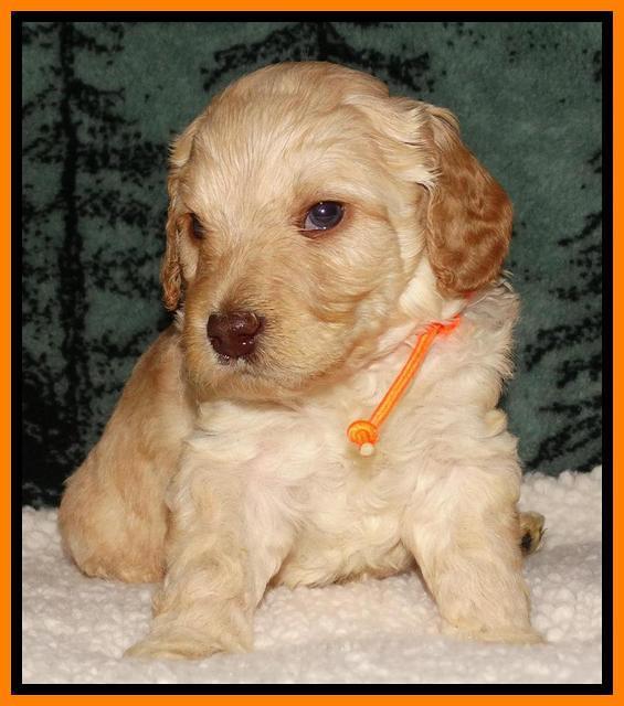 Shelby's pups 4 wks old 231