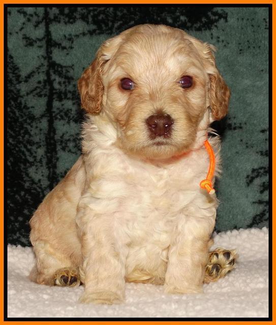 Shelby's pups 4 wks old 241