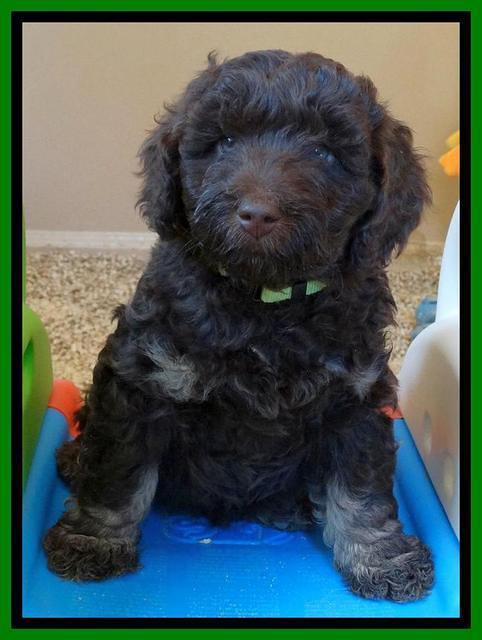 Shelby Armani pups 7 weeks old 371