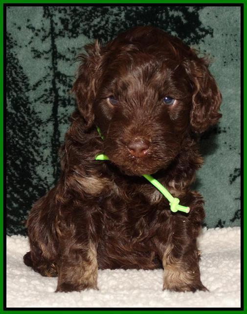 Shelby's pups 4 wks old 281
