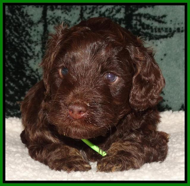 Shelby's pups 4 wks old 291