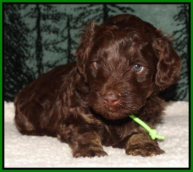 Shelby's pups 4 wks old 301