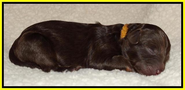 Shelby Armani newborn pups 161