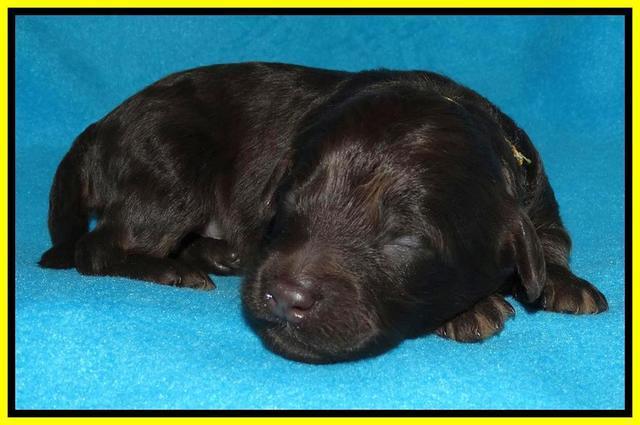 Shelby Armani pups 1 wk old 331