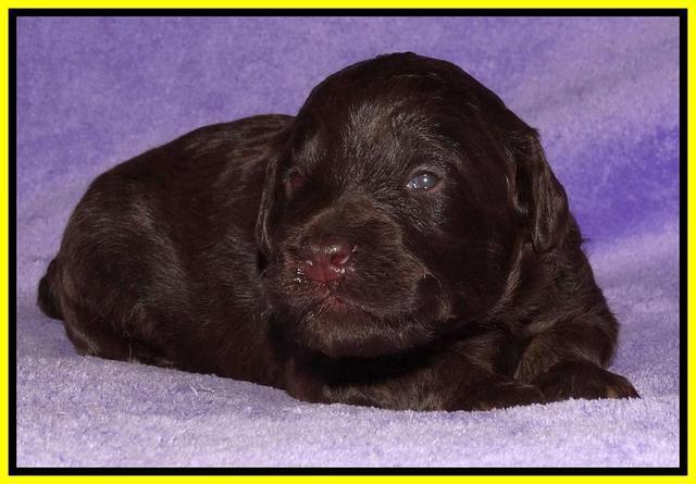 Shelby Armani pups 2 wks old 251