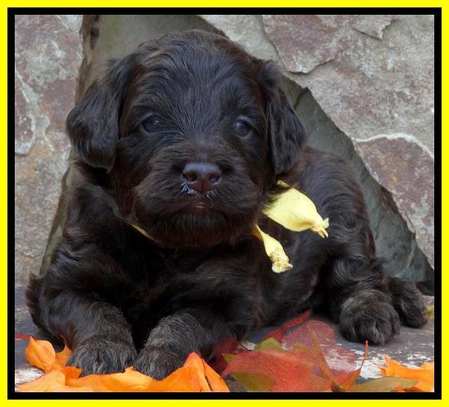 Shelby Armani pups 3 wks old 231