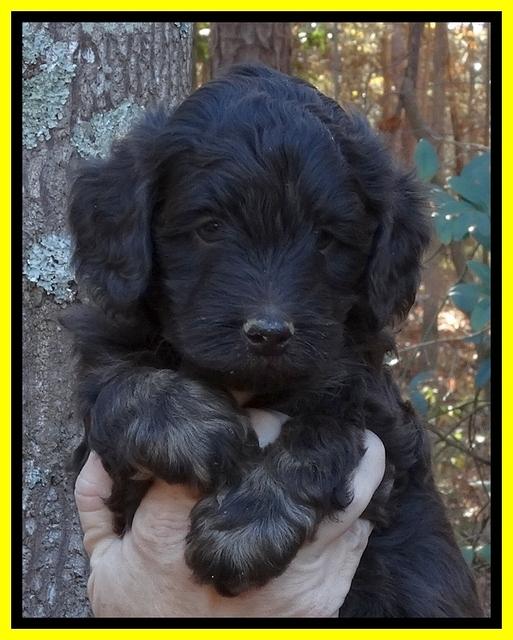 Shelby Armani pups 5 wks old 221