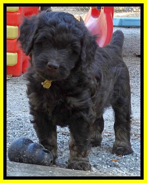 Shelby Armani pups 6 weeks old 391