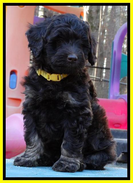 Shelby Armani pups 7 weeks old 401