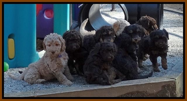 Shelby Armani pups 7 weeks old 31