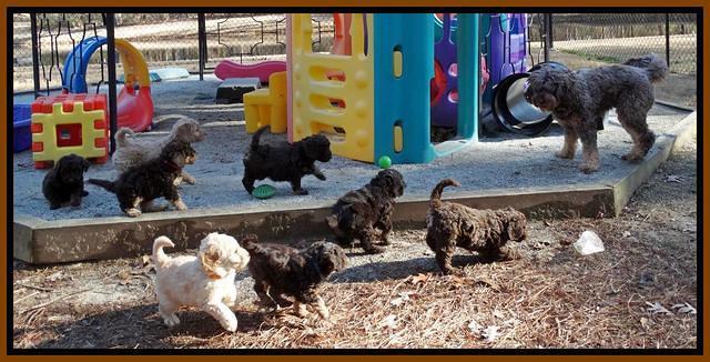 Shelby Armani pups 7 weeks old 41