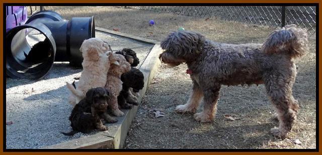 Shelby Armani pups 7 weeks old 81