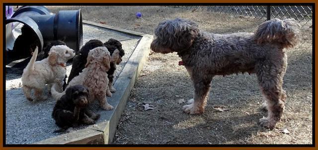 Shelby Armani pups 7 weeks old 91