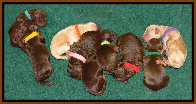 Shelby Armani pups newborn 21