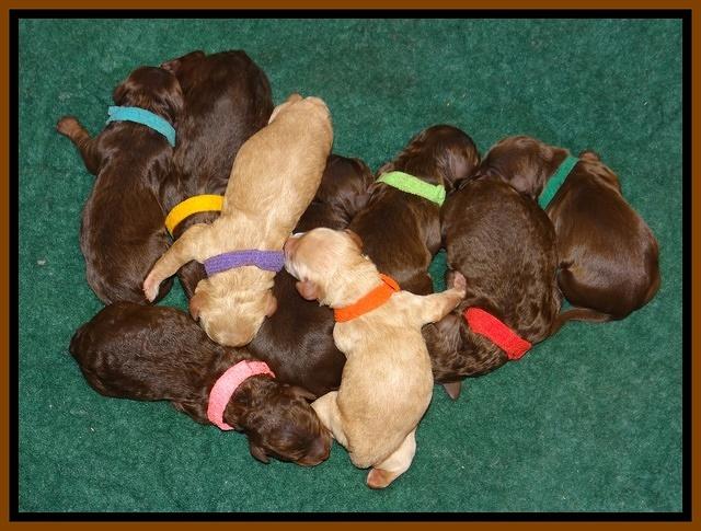 Shelby Armani pups newborn 31