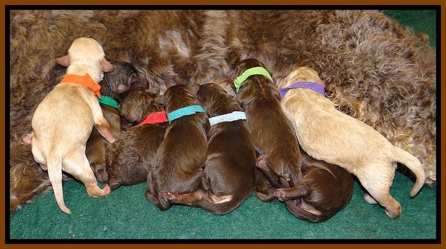 Shelby Armani pups newborn 41