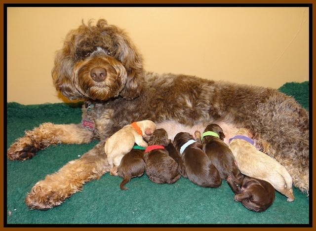 Shelby Armani pups newborn 51