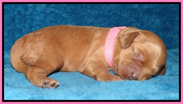 Macy Max pups 1 wk old 21