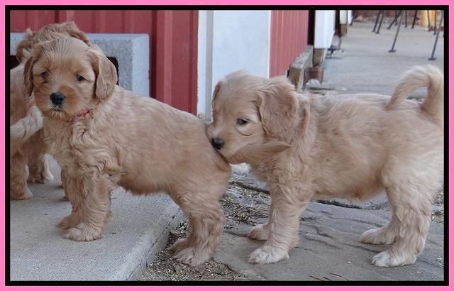 Macy Max pups 6 wks old 11