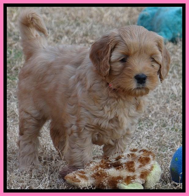 Macy Max pups 7 wks old 171