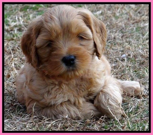 Macy Max pups 7 wks old 181