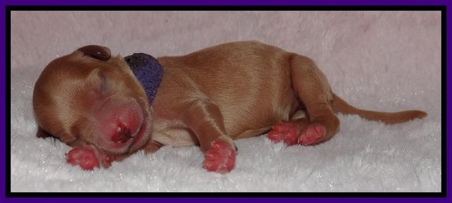 Macy Max newborn 121