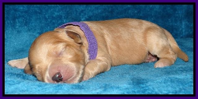 Macy Max pups 1 wk old 61