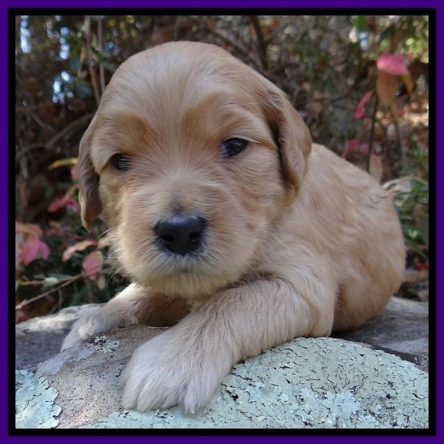 Macy Max pups 3 wks old 31