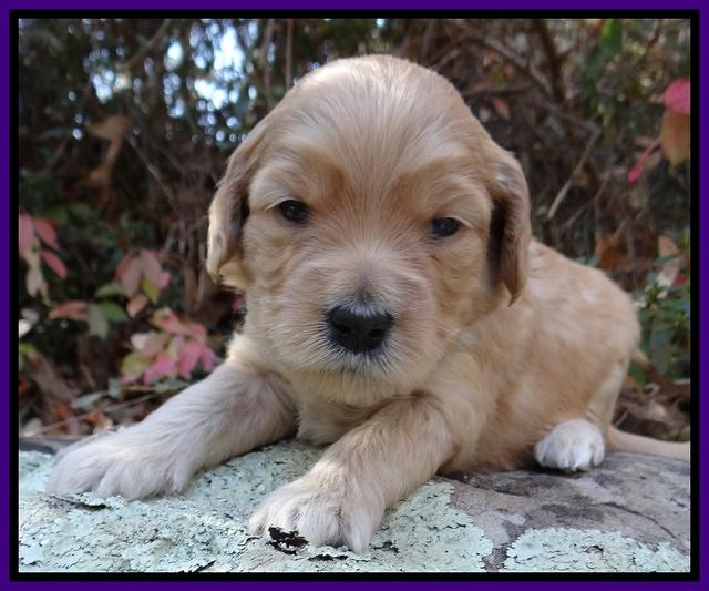 Macy Max pups 3 wks old 41