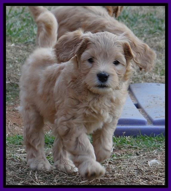 Macy Max pups 7 wks old 131