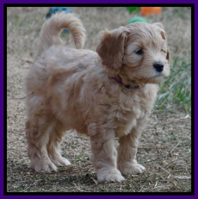 Macy Max pups 7 wks old 141