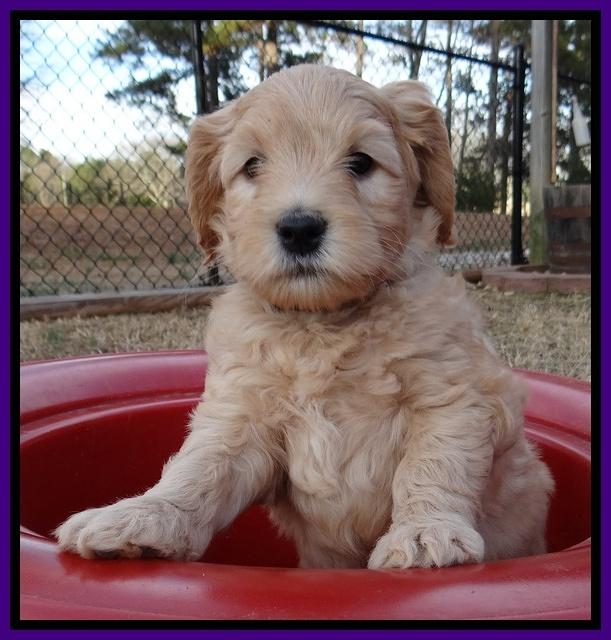 Macy Max pups 7 wks old 151