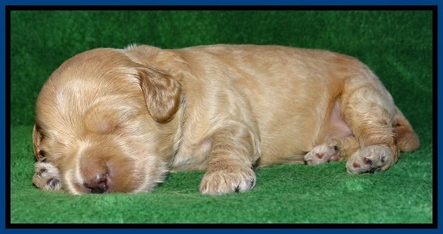 Macy Max pups 3 wks old 11